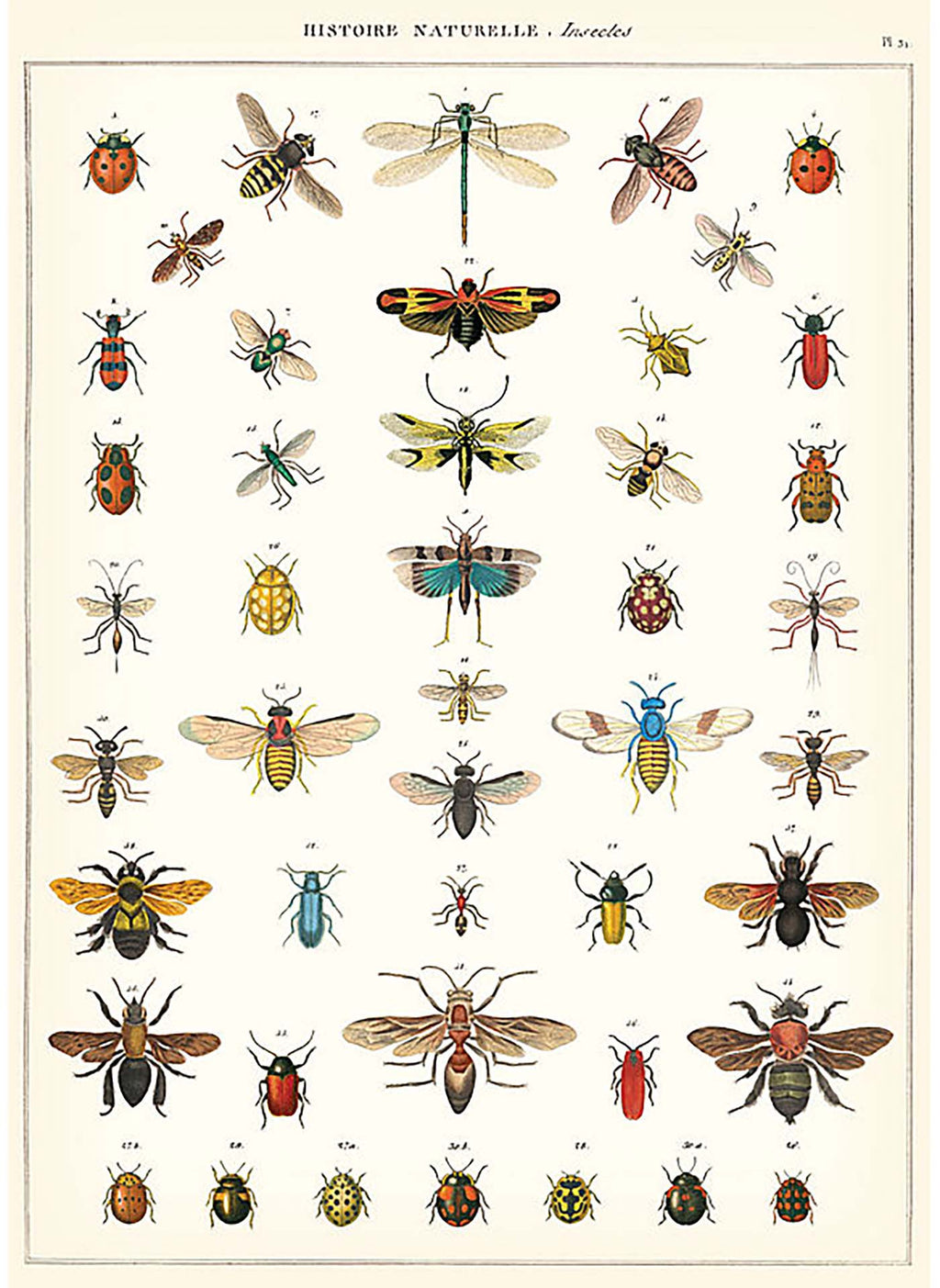 National History of Insects Print