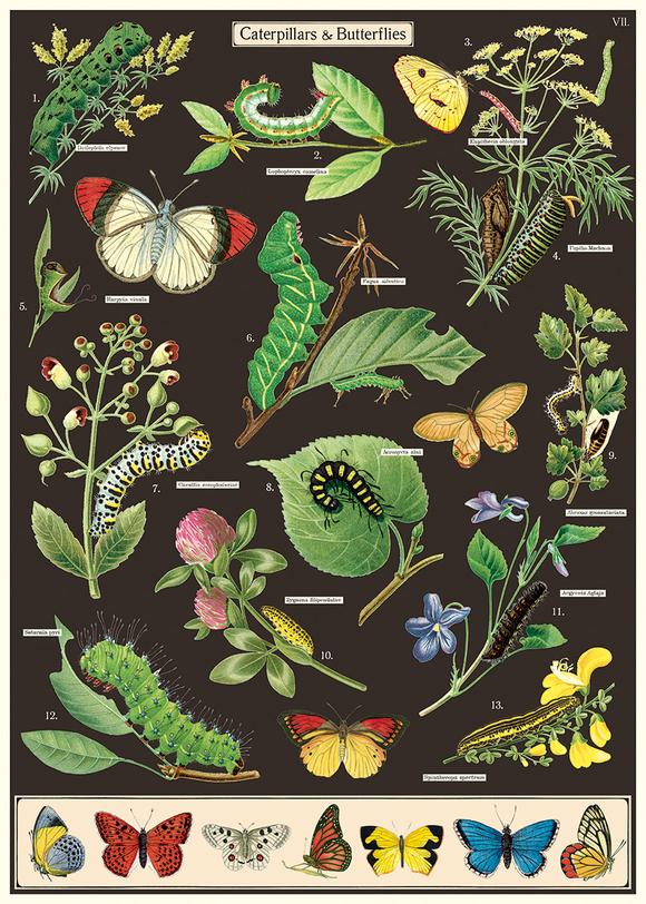 Caterpillars Print