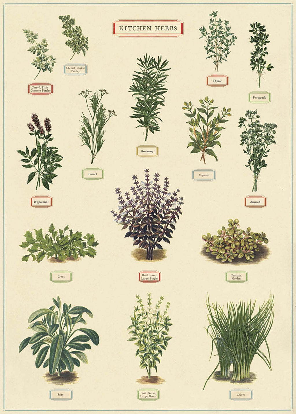 Herbs Print