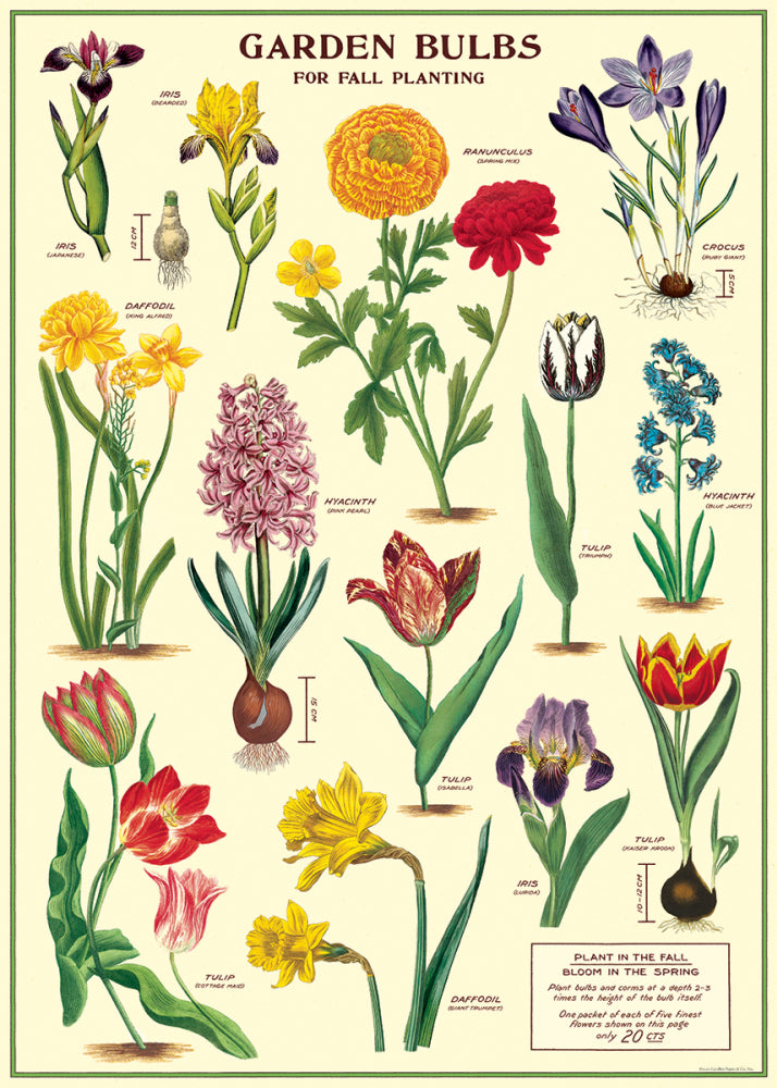 Garden Bulbs Print