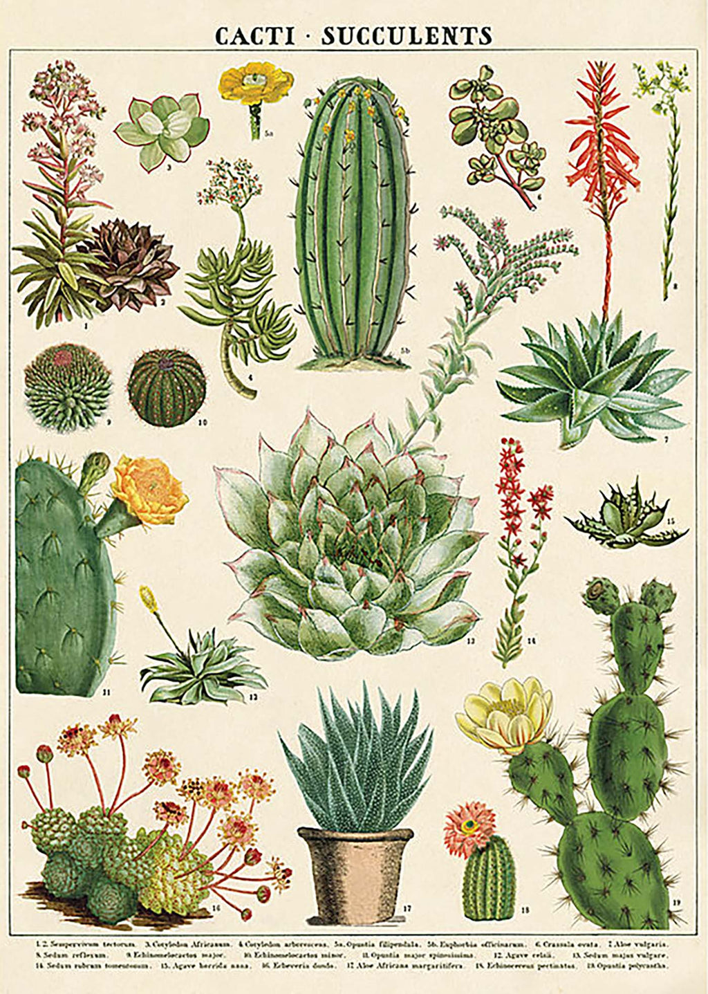 Cactus & Succulents Print (1)