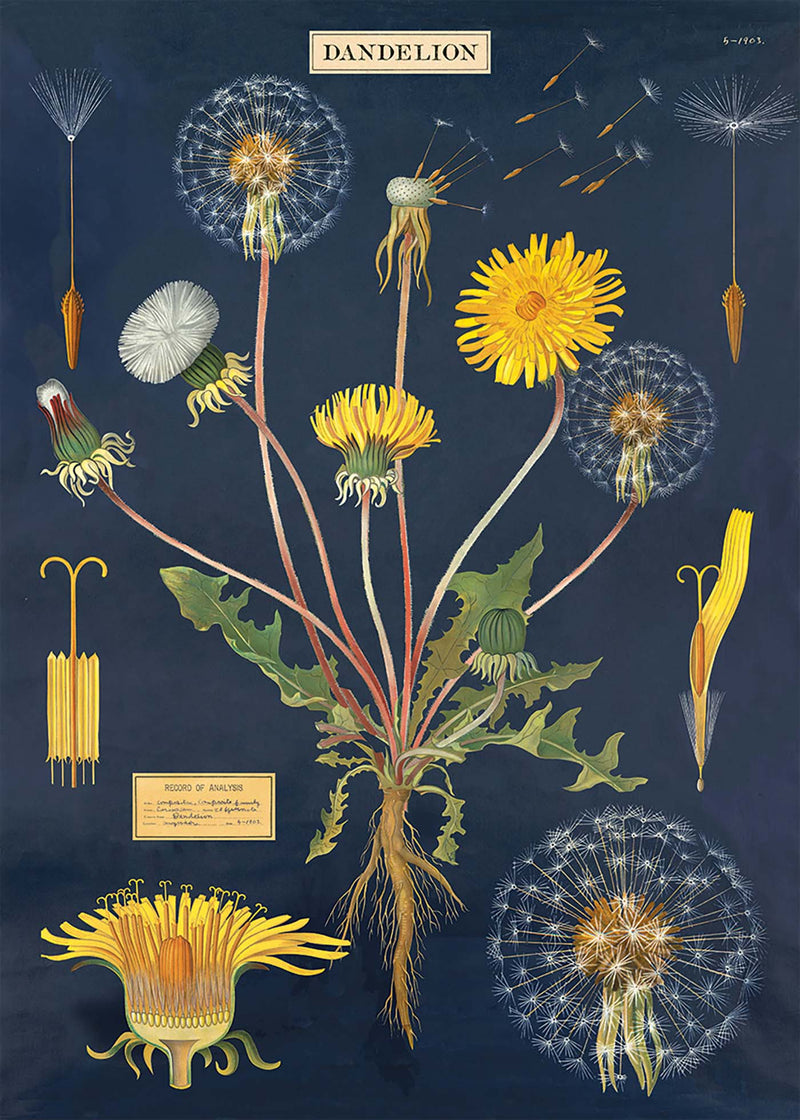 Botany Study Print