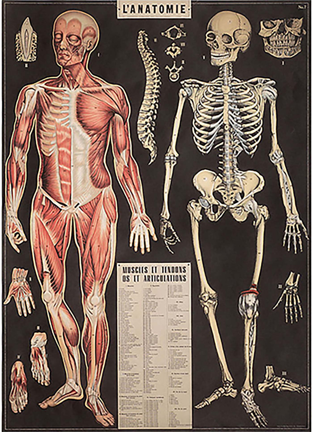 L'Anatomie Print