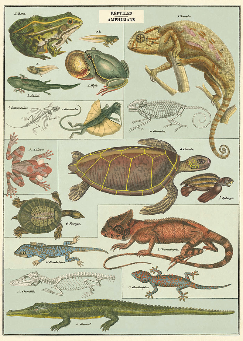 Reptile and Amphibians Print