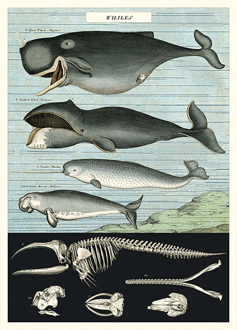Whale Chart Print