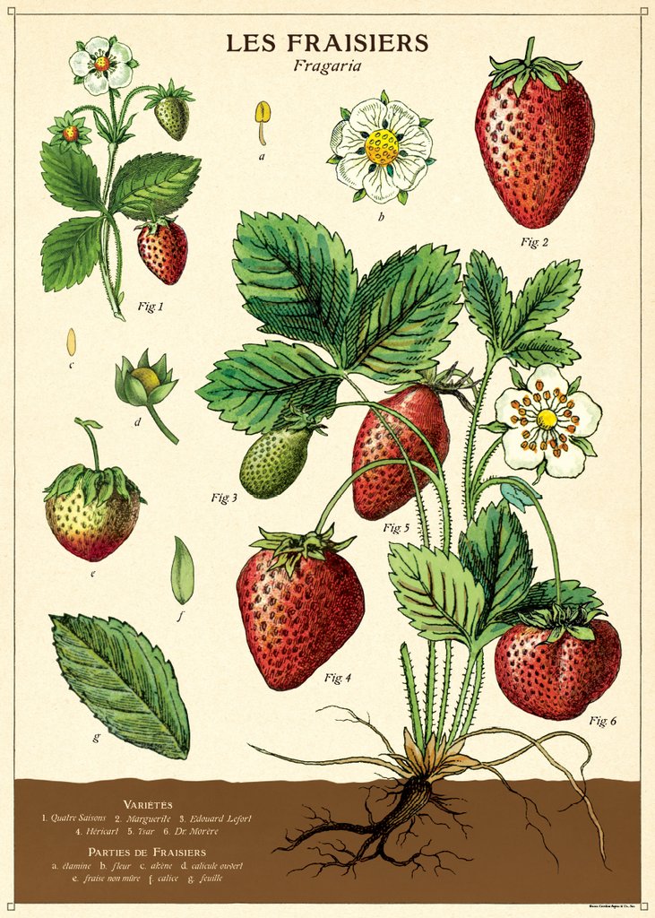 Strawberry Print