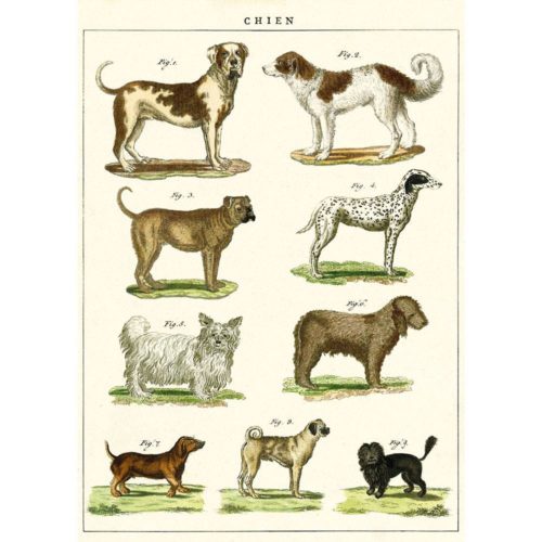 Dog Chart Print