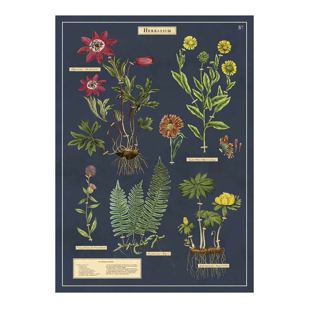 Herbarium Print