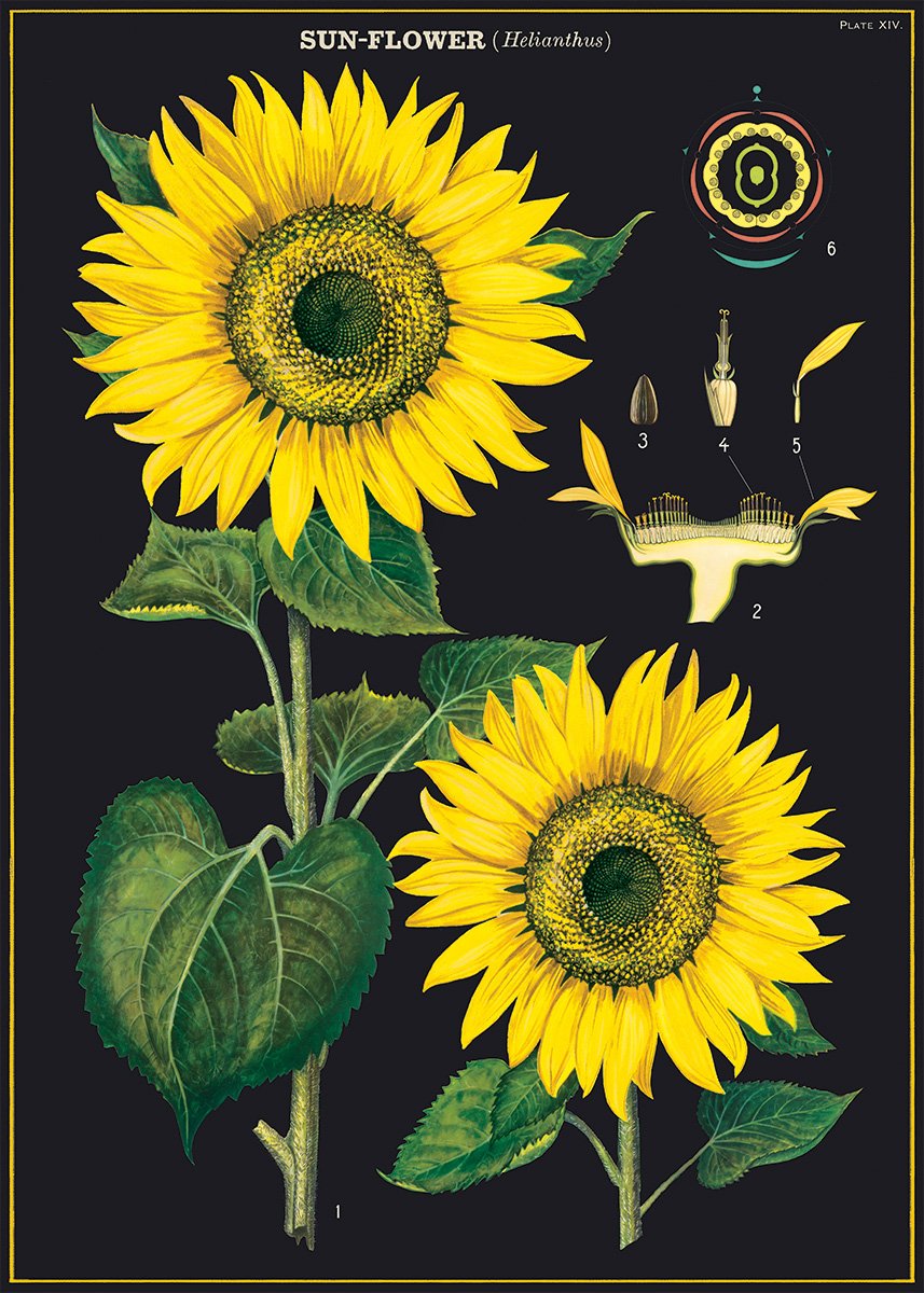 Sunflower Guide Print